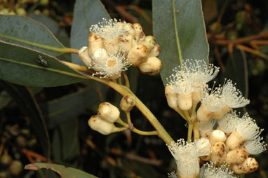 APII jpeg image of Eucalyptus cooperiana  © contact APII