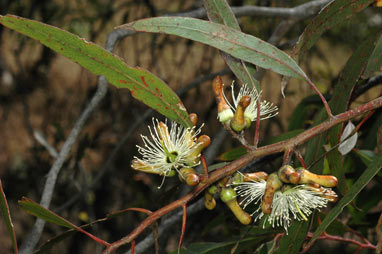 APII jpeg image of Eucalyptus annulata  © contact APII