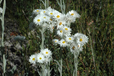 APII jpeg image of Argentipallium blandowskianum  © contact APII