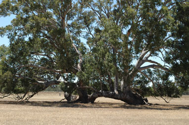 APII jpeg image of Eucalyptus  © contact APII