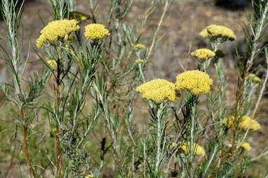 APII jpeg image of Cassinia ozothamnoides  © contact APII