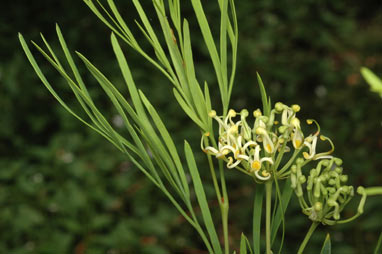 APII jpeg image of Stenocarpus angustifolius  © contact APII