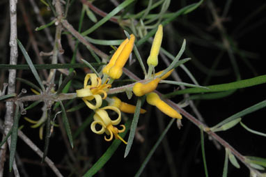 APII jpeg image of Persoonia linearis  © contact APII