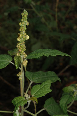 APII jpeg image of Adriana tomentosa var. tomentosa  © contact APII