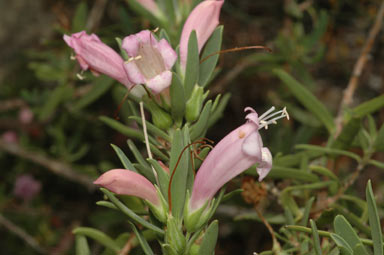 APII jpeg image of Eremophila laanii  © contact APII