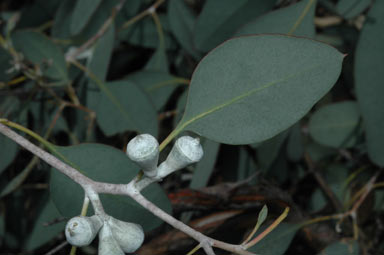 APII jpeg image of Eucalyptus morrisbyi  © contact APII