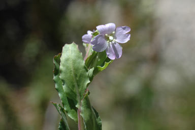 APII jpeg image of Epilobium gunnianum  © contact APII