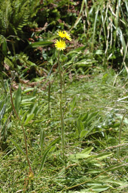 APII jpeg image of Picris angustifolia subsp. merxmuelleri  © contact APII