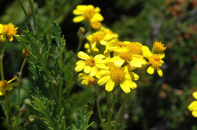 APII jpeg image of Senecio pinnatifolius var. alpinus  © contact APII