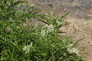 APII jpeg image of Sambucus australasica  © contact APII