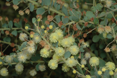 APII jpeg image of Acacia cremiflora  © contact APII