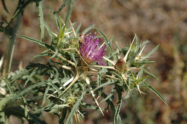 APII jpeg image of Centaurea calcitrapa  © contact APII