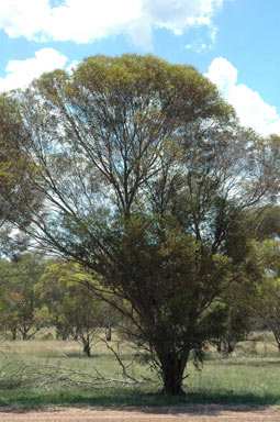 APII jpeg image of Eucalyptus annulata  © contact APII