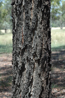 APII jpeg image of Eucalyptus beyeriana  © contact APII