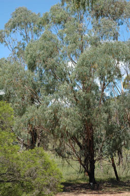 APII jpeg image of Eucalyptus kartzoffiana  © contact APII