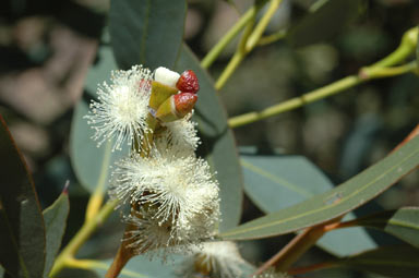 APII jpeg image of Eucalyptus uncinata  © contact APII