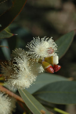 APII jpeg image of Eucalyptus uncinata  © contact APII