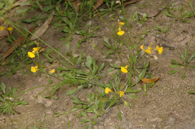 APII jpeg image of Goodenia macbarronii  © contact APII