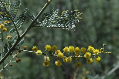 APII jpeg image of Acacia mollifolia  © contact APII