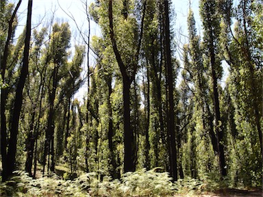 APII jpeg image of Eucalyptus baxteri  © contact APII