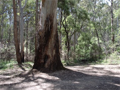 APII jpeg image of Eucalyptus dalrympleana  © contact APII