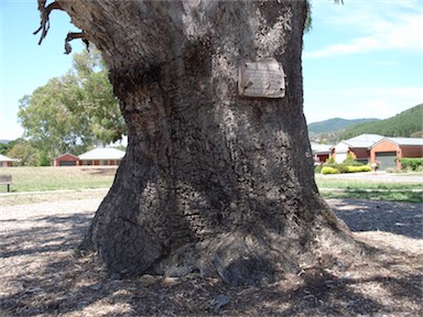 APII jpeg image of Eucalyptus camaldulensis  © contact APII