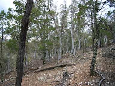 APII jpeg image of Eucalyptus rossii  © contact APII