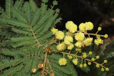 APII jpeg image of Acacia fulva  © contact APII