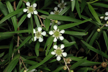 APII jpeg image of Leptospermum petersonii  © contact APII