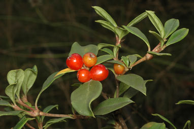 APII jpeg image of Coprosma hirtella  © contact APII