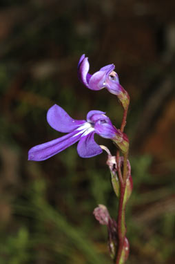 APII jpeg image of Lobelia simplicicaulis  © contact APII