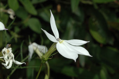 APII jpeg image of Isotoma anethifolia  © contact APII