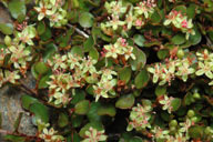 Muehlenbeckia axillaris