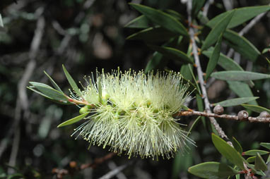 APII jpeg image of Callistemon formosus  © contact APII