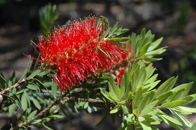 APII jpeg image of Callistemon 'Howie's Fire Glow'  © contact APII