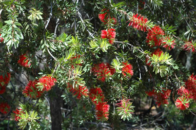 APII jpeg image of Callistemon 'Howie's Fire Glow'  © contact APII