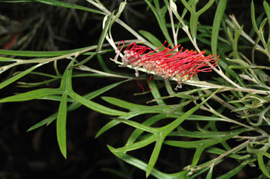 APII jpeg image of Grevillea 'Brookvale Letitia'  © contact APII