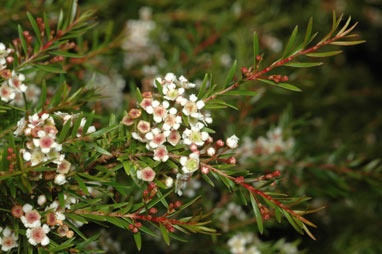 APII jpeg image of Babingtonia bidwillii 'Howie's Sweet Midget'  © contact APII