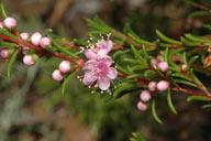 Hypocalymma jessicae