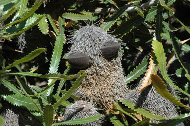 APII jpeg image of Banksia aemula  © contact APII