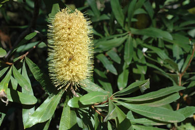 APII jpeg image of Banksia integrifolia subsp. compar  © contact APII