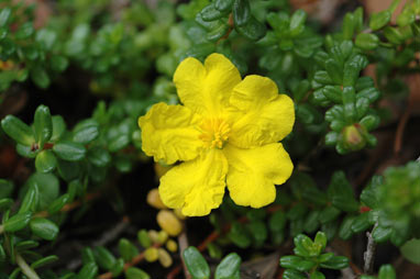 APII jpeg image of Hibbertia vestita  © contact APII