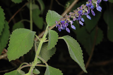 APII jpeg image of Plectranthus diversus  © contact APII