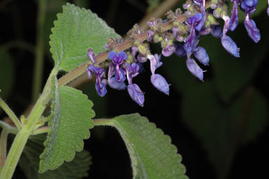 APII jpeg image of Plectranthus diversus  © contact APII