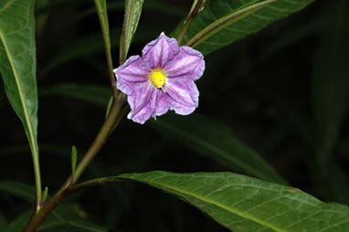 APII jpeg image of Solanum aviculare  © contact APII