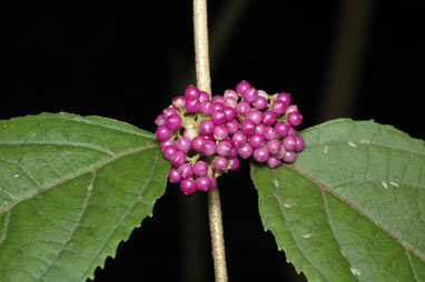 APII jpeg image of Callicarpa pedunculata  © contact APII