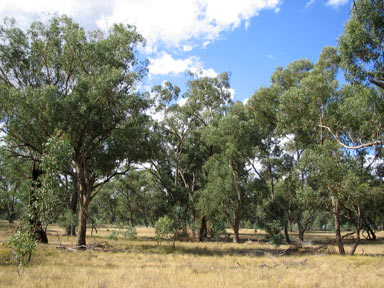 APII jpeg image of Eucalyptus microcarpa  © contact APII