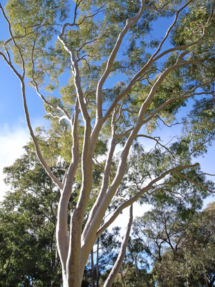 APII jpeg image of Corymbia citriodora  © contact APII