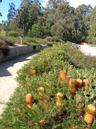 APII jpeg image of Banksia spinulosa (Dwarf)  © contact APII