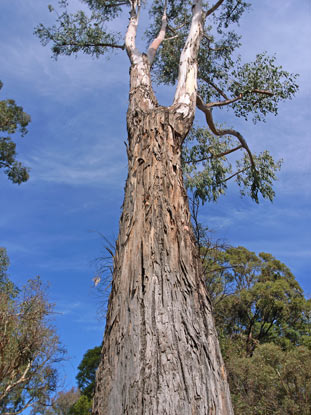 APII jpeg image of Eucalyptus dunnii  © contact APII